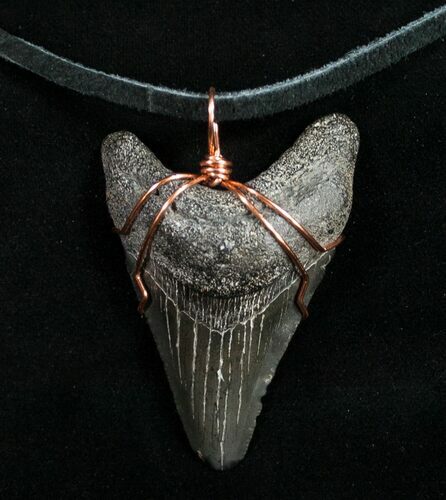 Black Megalodon Tooth Necklace #10156
